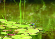 Postkarte - Motiv Libelle und Seerosen Postkarte - Motiv Libelle und Seerosen