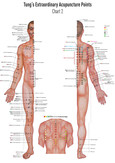 Chart 2 Tung's Extraordinary Acupuncture Points on the regular channels, Poster Chart 2 Tung's Extraordinary Acupuncture Points on the regular channels, Poster