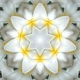 Imagami-Wasserwandler Tempelblume, 10 cm Imagami-Wasserwandler Tempelblume, 10 cm